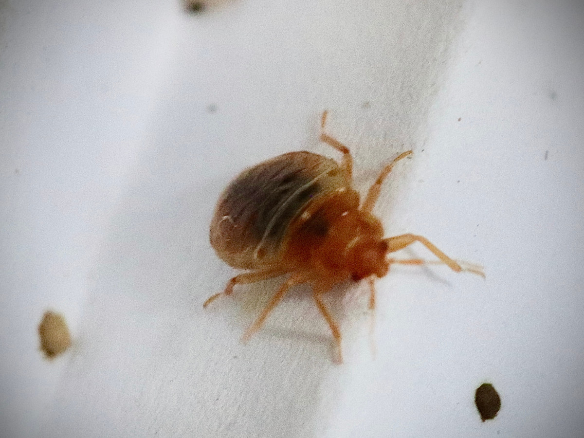 pest control for bedbugs