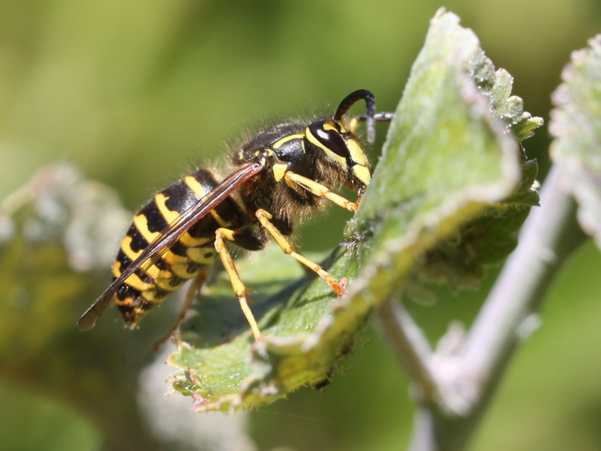 pest control for yellowjackets