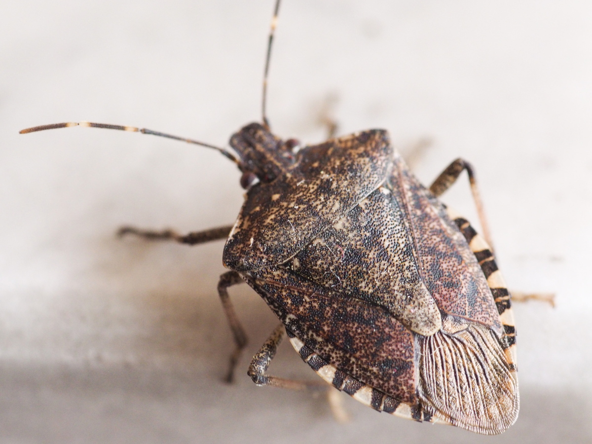 pest control for stink bugs